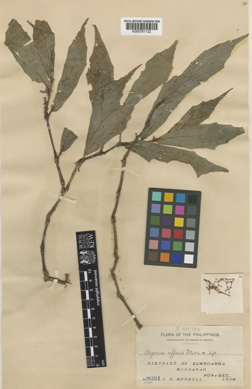 B. affinis